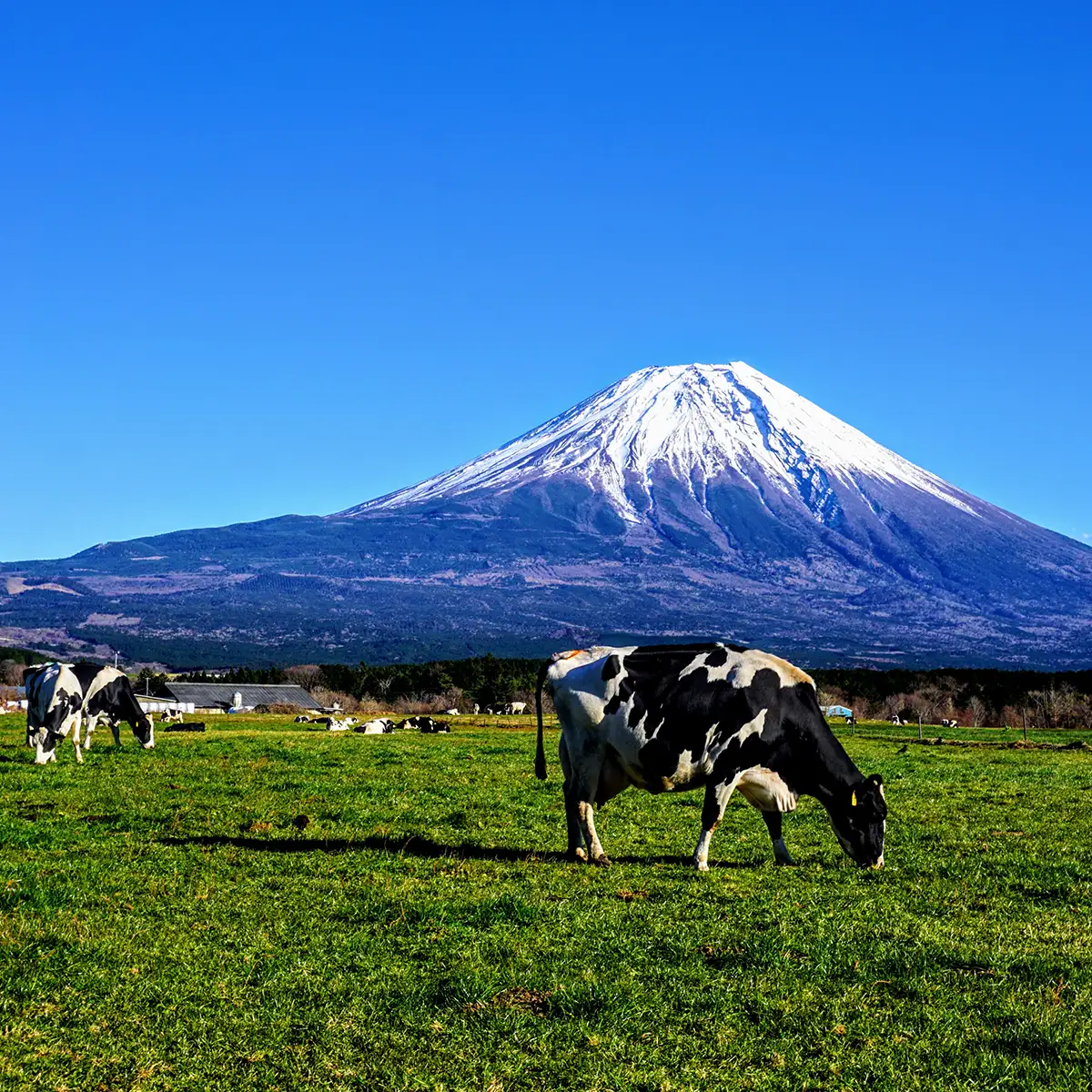 「富士山が見える別荘はどこで買う？4つのエリアから見る『富士山の違い』」の富士西麓から見るの富士山の画像